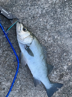 ヒラスズキの釣果