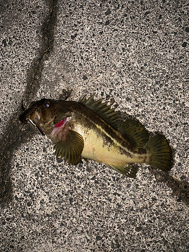 シロメバルの釣果