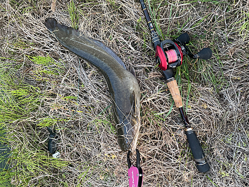 ナマズの釣果