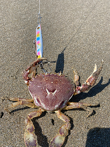 カニの釣果