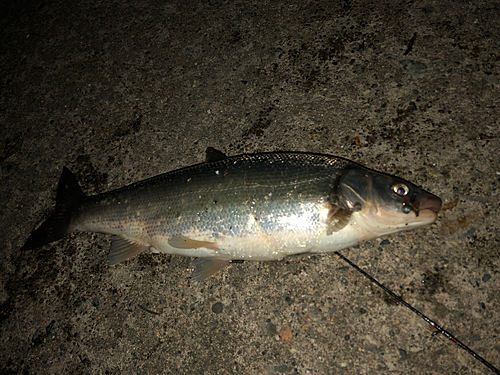 ウグイの釣果