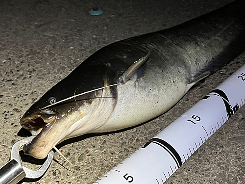 ナマズの釣果