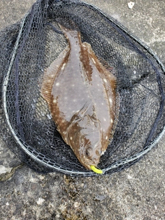 イシモチの釣果