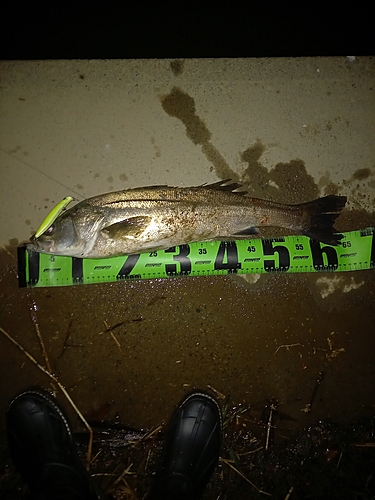 シーバスの釣果