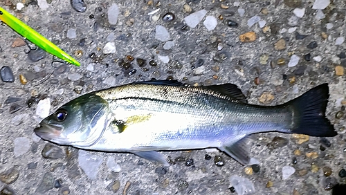 セイゴ（マルスズキ）の釣果