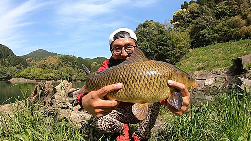 コイの釣果