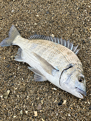 ミナミクロダイの釣果