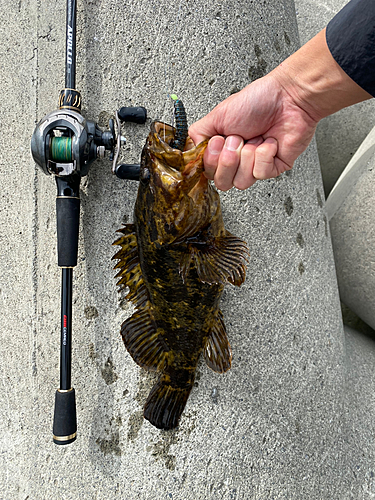 タケノコメバルの釣果