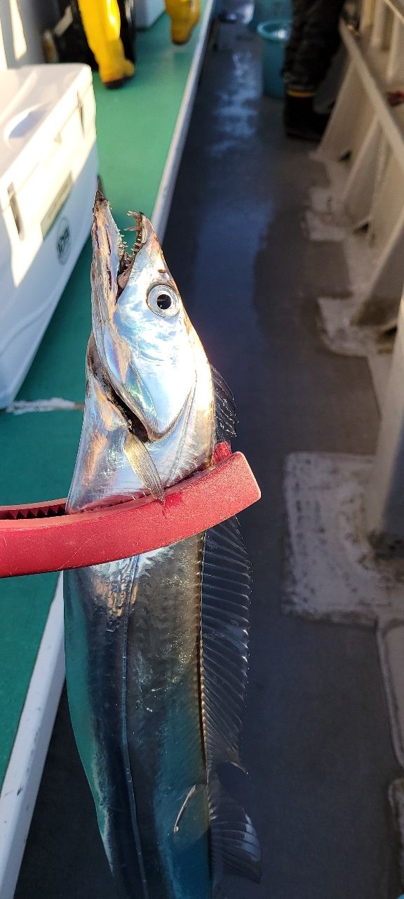 はがちゃんネルさんの釣果 2枚目の画像