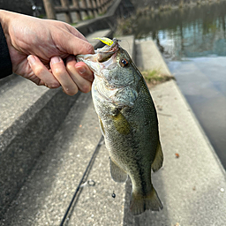 ブラックバス