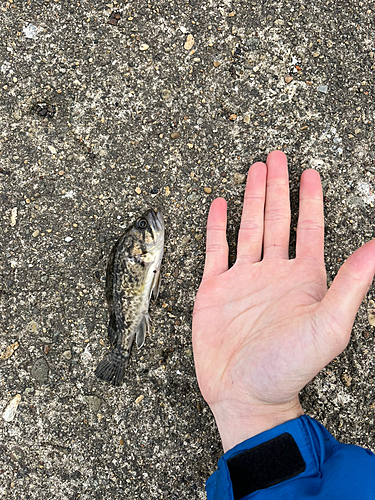 ソイの釣果