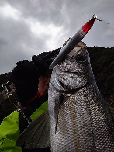 ヒラスズキの釣果