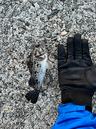 ソイの釣果