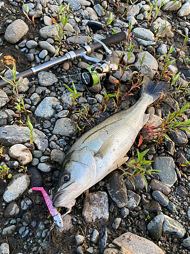 フッコ（マルスズキ）の釣果