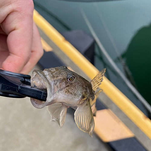 マハゼの釣果