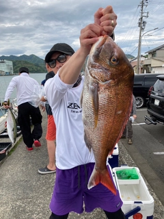 マダイの釣果