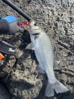 ヒラスズキの釣果