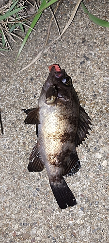 シロメバルの釣果