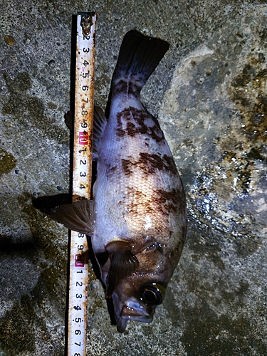 メバルの釣果