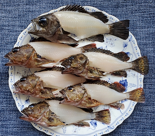 メバルの釣果