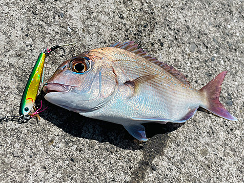 マダイの釣果