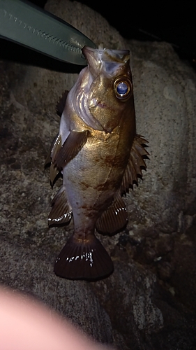 メバルの釣果