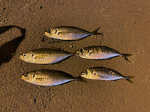 マアジの釣果