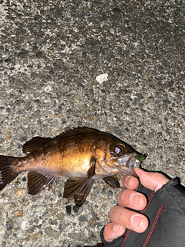 メバルの釣果