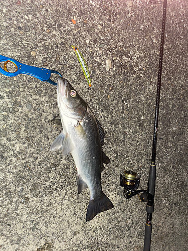 ヒラスズキの釣果