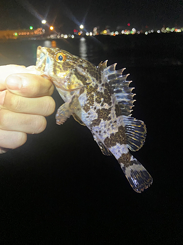 タケノコメバルの釣果