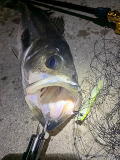 シーバスの釣果