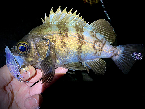 メバルの釣果