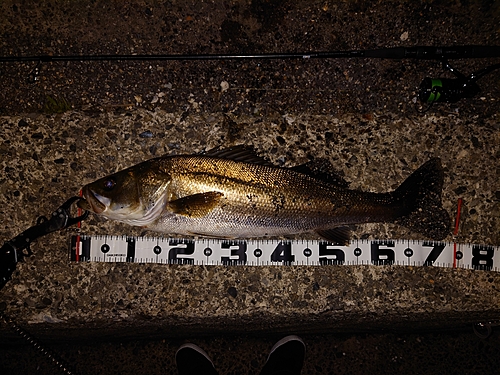 シーバスの釣果