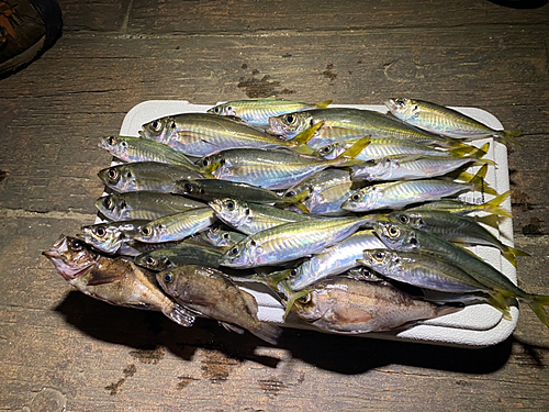 アジの釣果