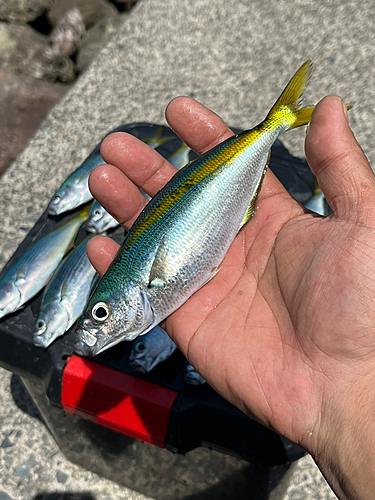 タカベの釣果