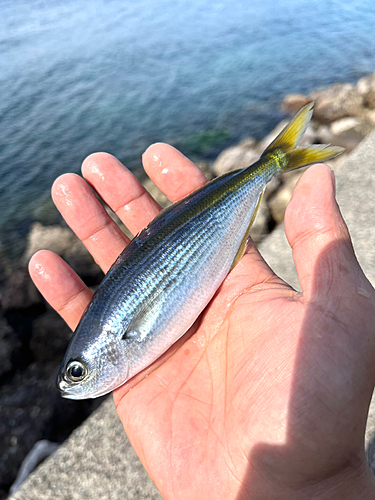 タカベの釣果