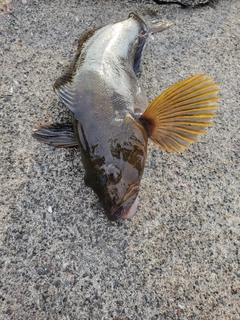 アイナメの釣果