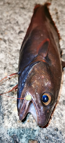 エゾイソアイナメの釣果