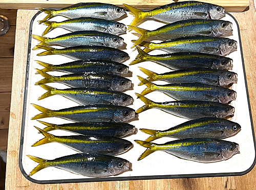 タカベの釣果