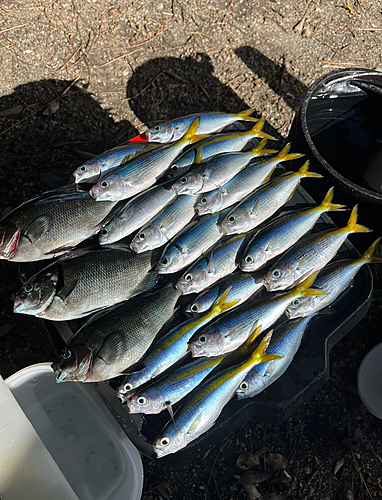 タカベの釣果