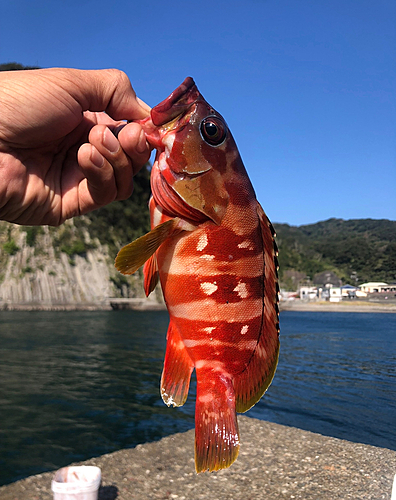 アカハタの釣果