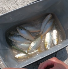コノシロの釣果
