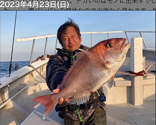 マダイの釣果