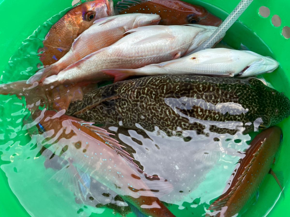 釣りキチ爺さんスーさんの釣果 2枚目の画像