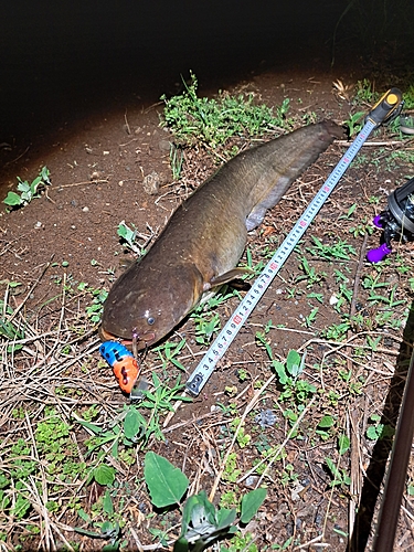 ナマズの釣果