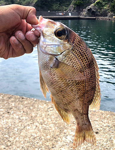 メイチダイの釣果