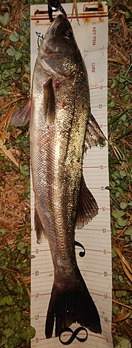 シーバスの釣果