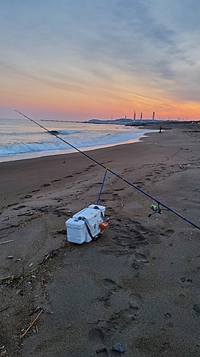 シロギスの釣果