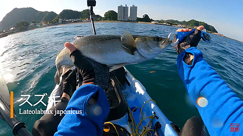 マルスズキの釣果