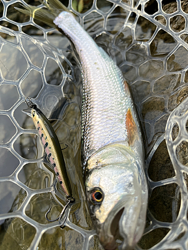 ハスの釣果